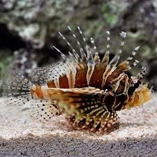 Zebra Lionfish 5-7cm
