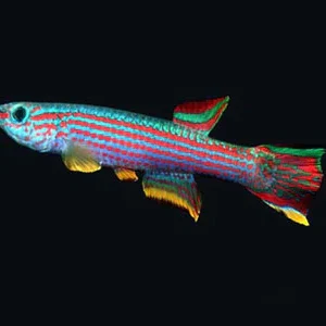 Aphyosemion Striatum