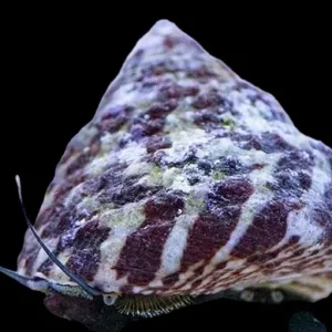 Astrea Snail