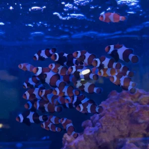 Assorted Mocha/Orange Ocellaris Clownfish