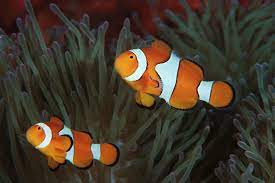 Barrier Reef Clownfish Pair