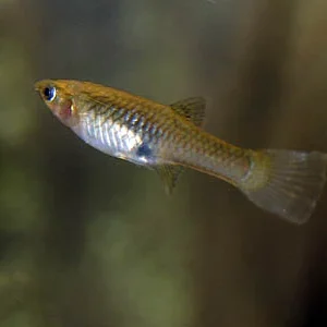 Endler Female Assorted 3cm