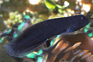 Black Algae Blenny