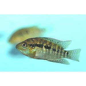 Jack Dempsey 12cm