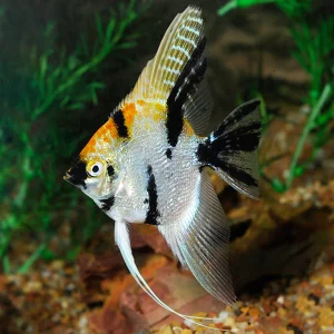 Koi Angelfish 8 Large
