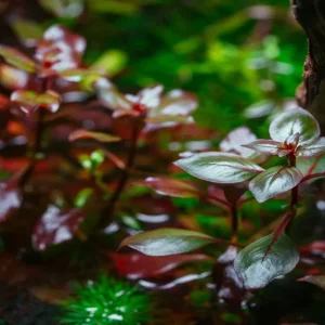 Ludwigia Bunch