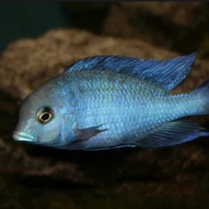 Blue Dolphin Cichlid 5 Cm