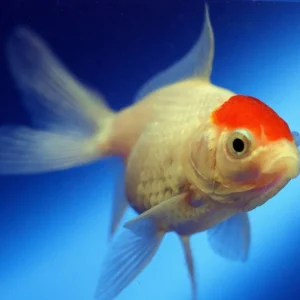 Redcap Fantail