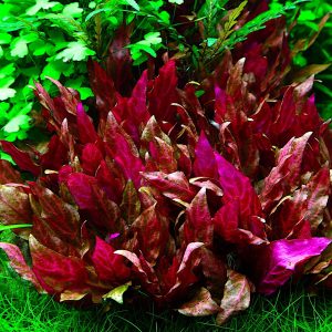 Alternanthera Rosanervig