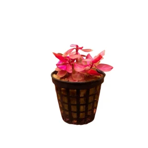 Alternathera rosifolia - Small