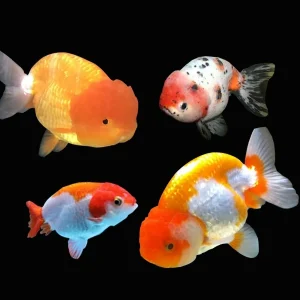 Assorted Ranchu 7cm