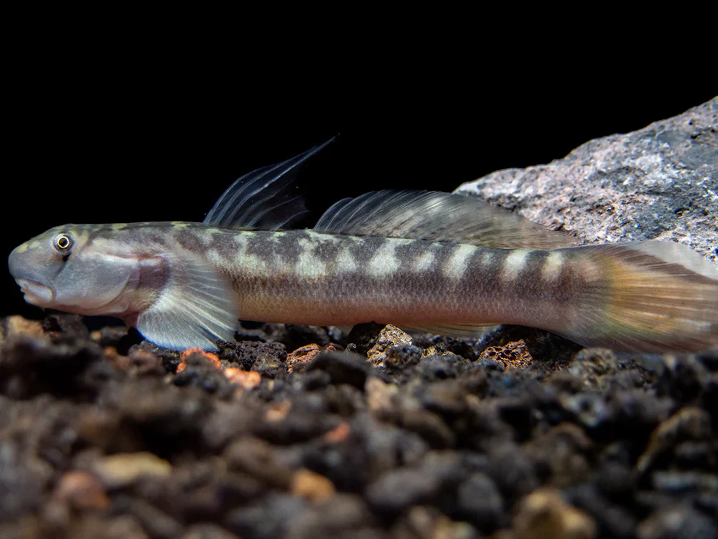 Threadfin Goby - Bild 2