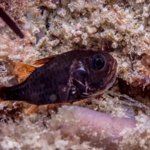 Urchin Cardinalfish