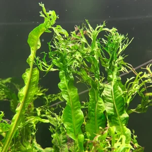 Java Fern Crested 3cm Pots
